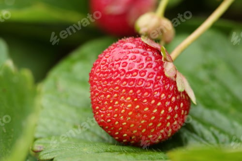 Preview: Strawberry