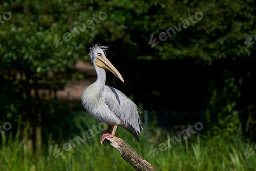 Preview: Pink-backed pelican (Pelecanus rufescens)