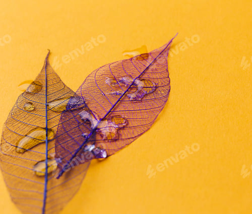 Preview: Leaf on the table