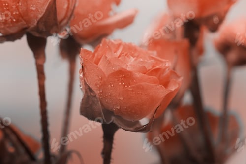 Preview: Soft focus blur red roses flower. Fog smoke nature horizontal copy space background.