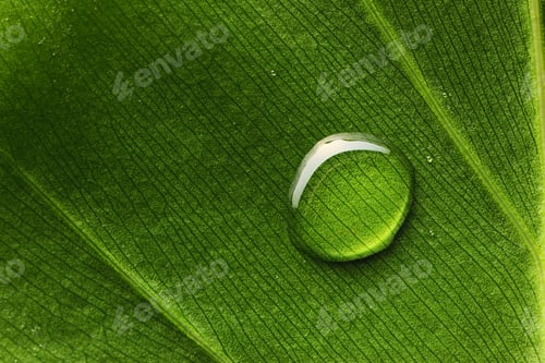 Preview: Water drop on leaf