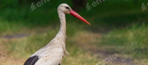 Preview: stork nature good weather spring.