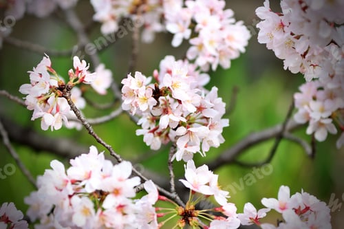 Preview: Closeup vignette shot of the blossomed flowers of a cherry tree in a garden during spring
