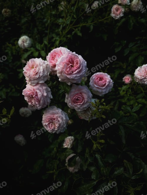 Preview: Flowering bushes of pink buds of roses flowers background of green leaf.