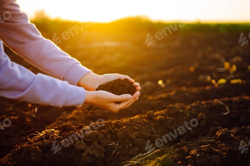 Preview: Hand of expert farmer collect soil. Farmer is checking soil quality before sowing. Agriculture.