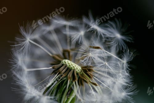 Preview: dandelion at sunset . Freedom to Wish. Dandelion silhouette fluffy flower on sunset sky. Seed macro