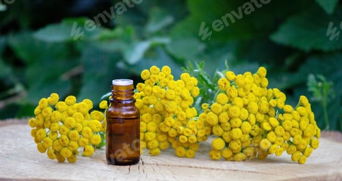 Preview: essential oil of immortelle on a wooden background. Herbs