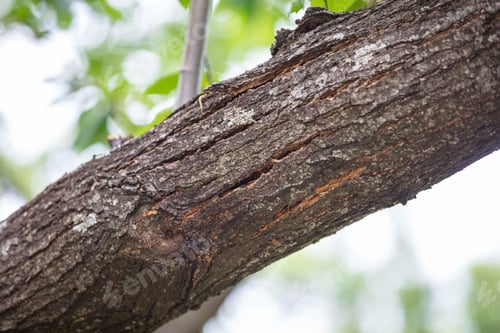 Preview: Horse chestnut leafs with bleeding cancer desease