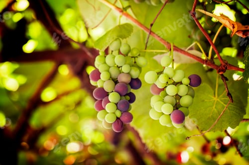Preview: Ripening grapes on the vine