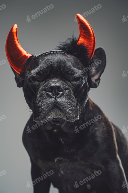 Preview: Purebred bulldog with red demon horns on its head