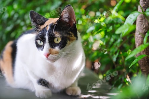 Preview: A tricolor cat sitting while playing around in the outdoors