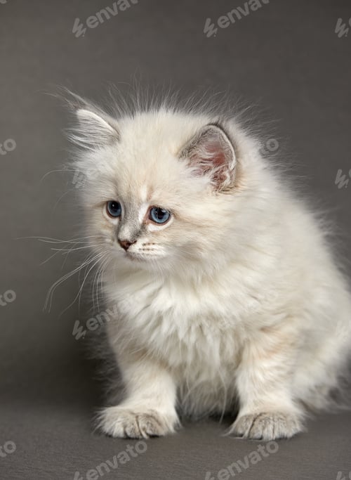 Preview: Cute White kitten with blue eyes portrait. Cat kid animal with interested, question facial face