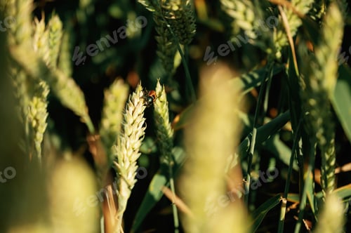 Preview: Close up view of beetle that is on the growing wheat