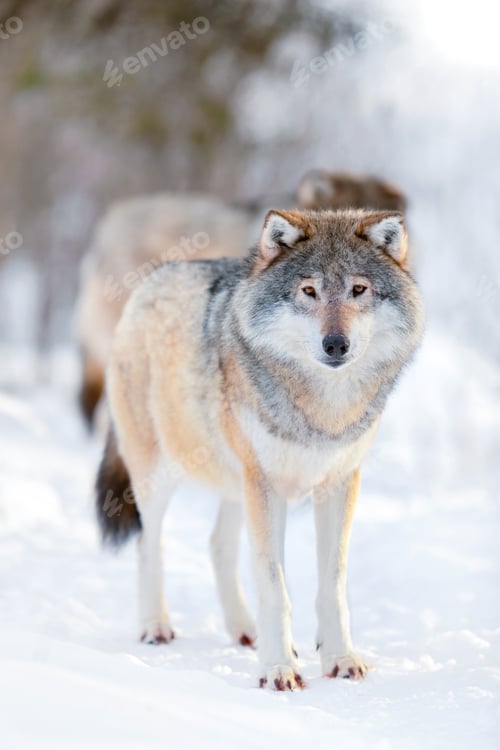 Preview: Alert wolves standing on snowy white winter landscape