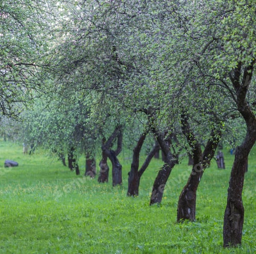 Preview: trees in the evening