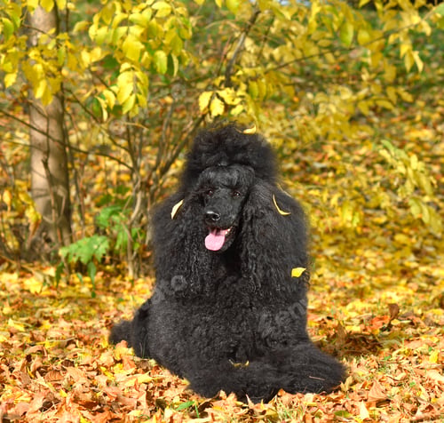 Preview: Royal black poodle