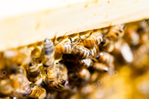 Preview: Beekeeping