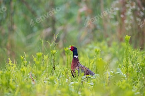 Preview: beautiful pheasant in the rain