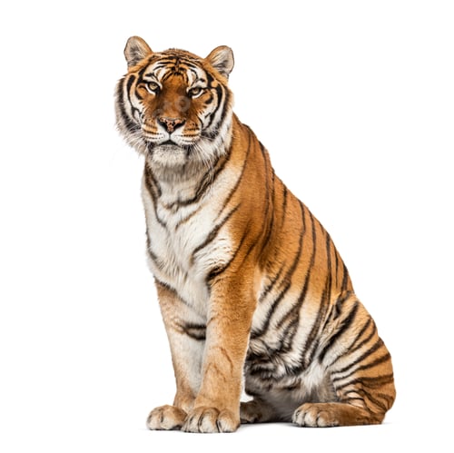 Preview: Tiger