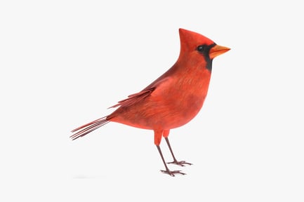 Preview: Detailed Northern Cardinal with T-Pose Rig