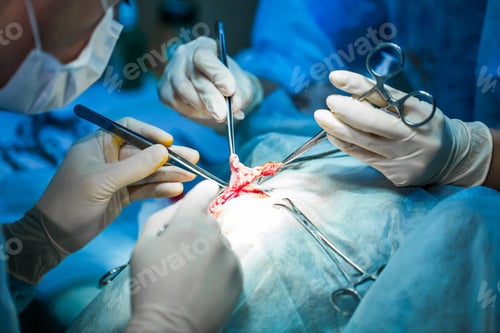 Preview: Vet doing the operation for sterilization. The cat on the operating table in a veterinary clinic.