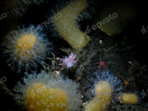 Preview: Nudibranch Fjordia lineata among soft corals and star fish