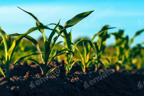Preview: Maize crop field with corn plants in four to five leaves growth vegetative stage