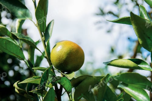 Preview: Orange on tree in Thailand