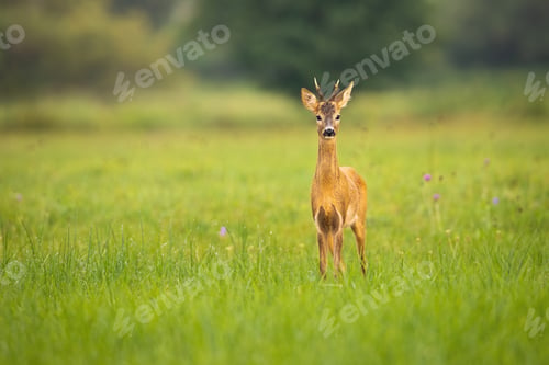 Preview: Young roe deer looking to the camera on meadow with copy space