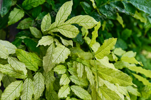 Preview: Vibrant green and pale variegated leaves with detailed veining. Chlorosis of leaves