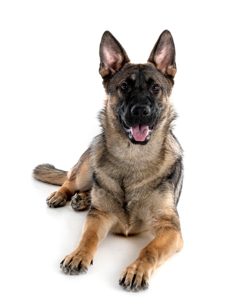 Preview: young german shepherd