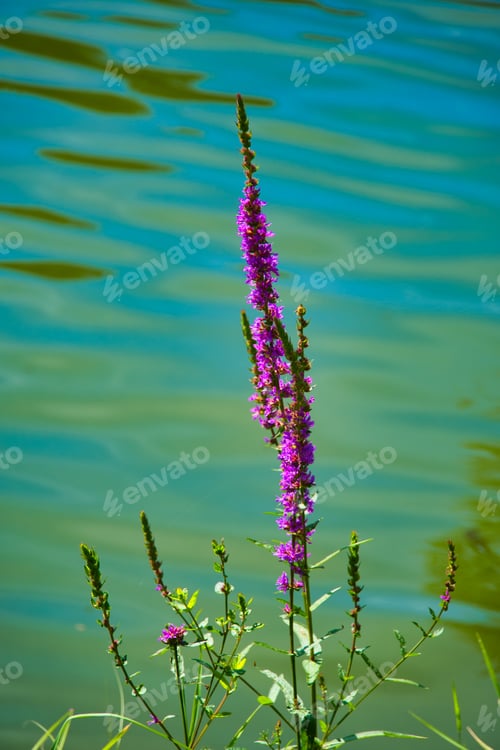 Preview: Vertical shot of a beautiful purple loosestrife flower