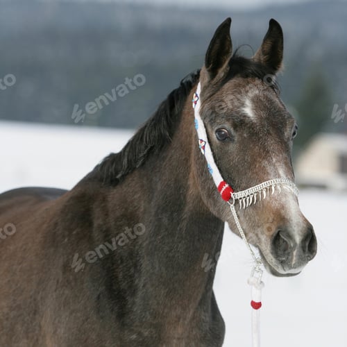 Preview: arabian, horse, mare, stallion, riding