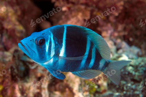 Preview: Blue indigo hamlet fish