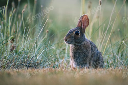 Preview: Rabbit in a meadow in the sunlight, its ears perked up, alert and curious