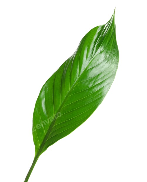 Preview: Beautiful tropical Spathiphyllum leaf on white background