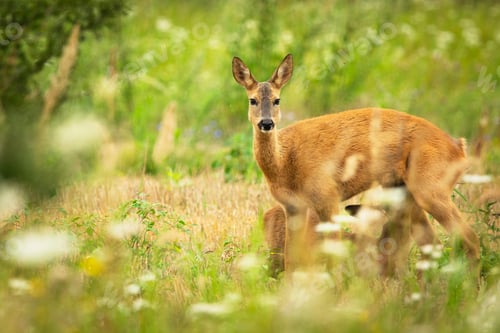 Preview: Roe deer with suckling calf in a meadow