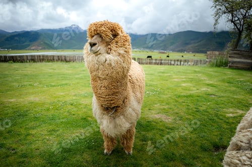 Preview: Portrait alpaca in a grass field on a farm