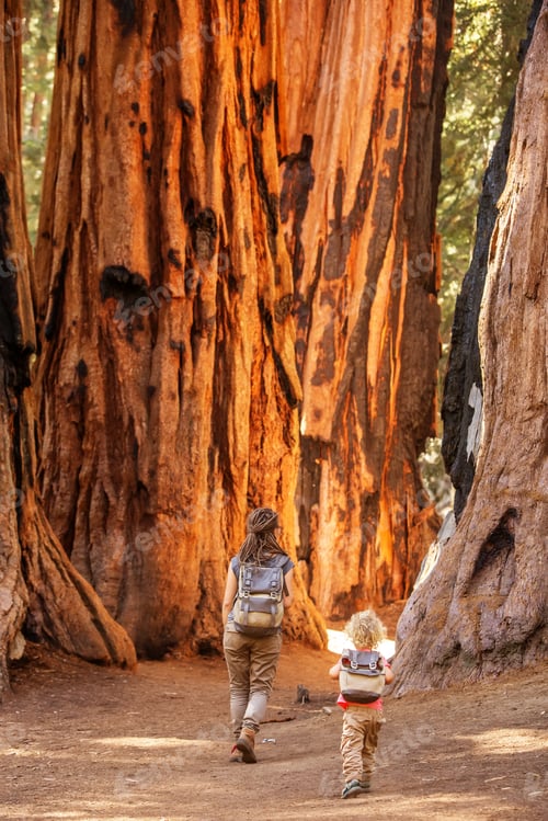 Preview: Family With Boy Visit Sequoia National Park In California, Usa
