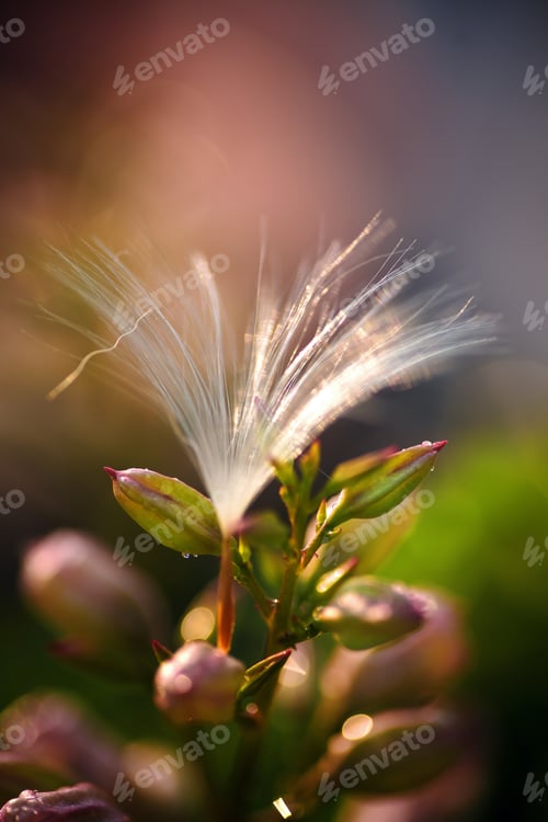 Preview: Fluff seeds float with the summer breeze