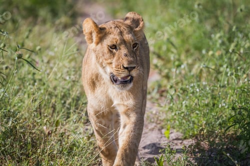 Preview: Lion walking towards the camera.