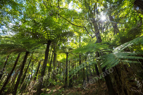 Preview: New Zealand forest