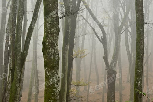 Preview: Italian Mount Cimino's Beech Forest in autumn, UNESCO Heritage Site
