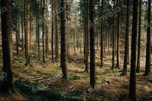 Preview: Forest, Trossachs National Park, Scotland