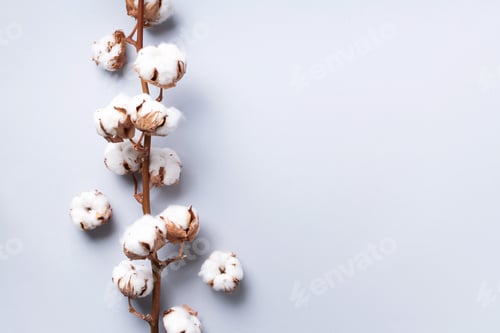 Preview: Cotton flower branch on grey background with copy space. Top view. Flat lay. Flowers composition