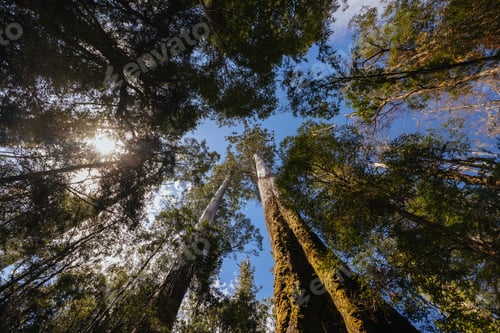 Preview: Old Growth Forest in Styx Valley Tasmania Australia