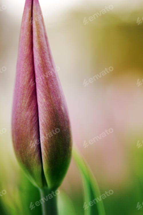 Preview: Tulip