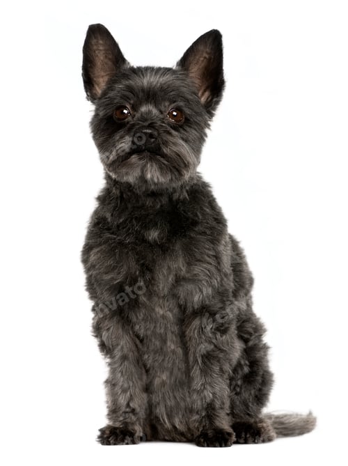 Preview: Crossbreed dog, 9 years old, sitting in front of white background