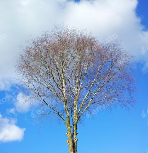 Preview: Trees