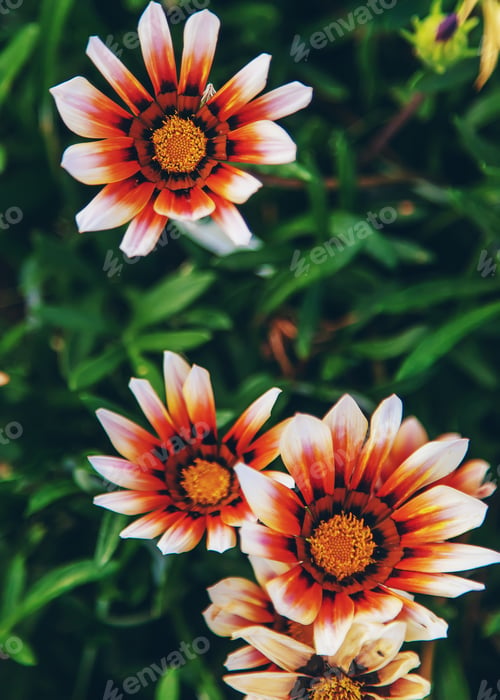 Preview: Close Up of Gazania Flowers in Natural Light